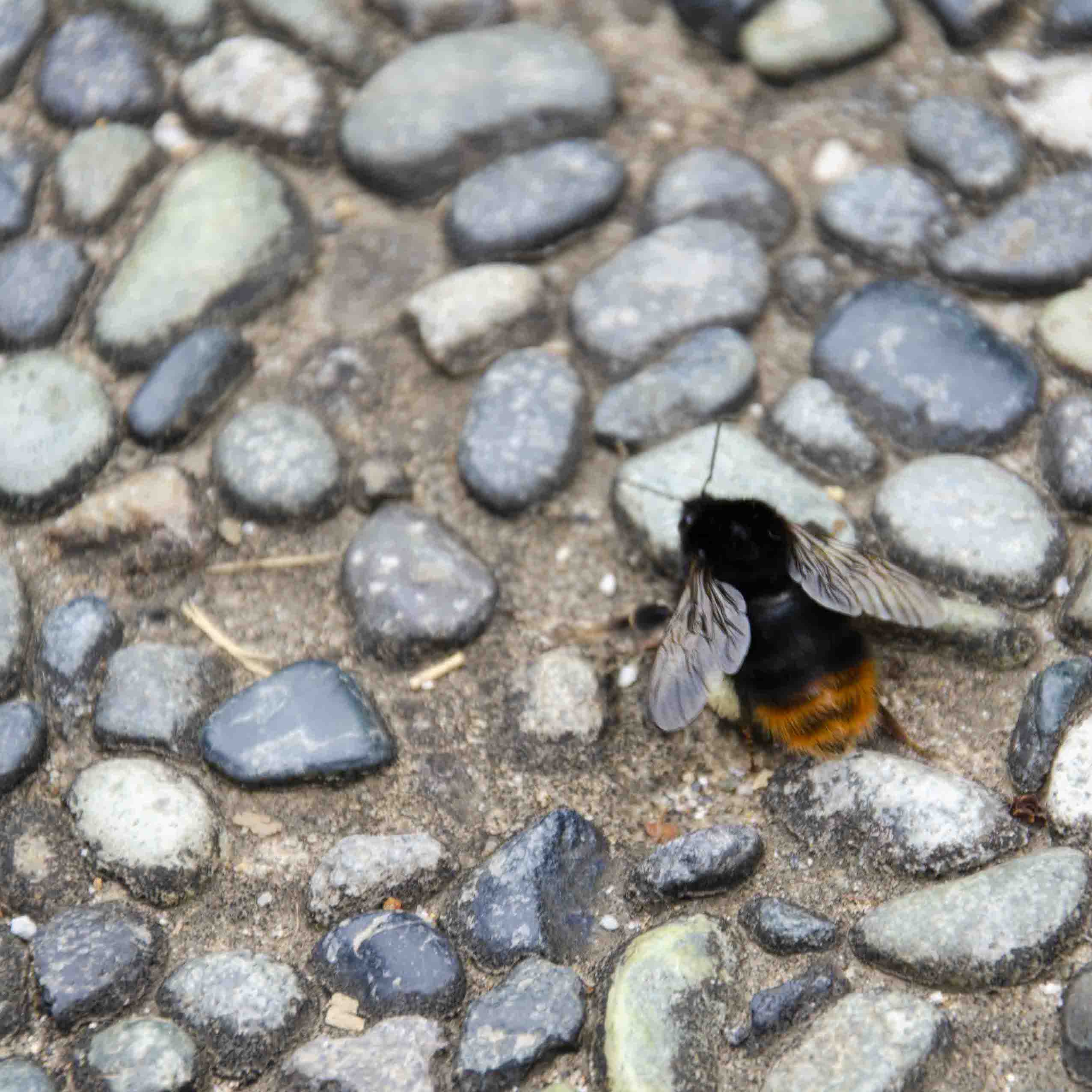 Bumblebee on cobblestone